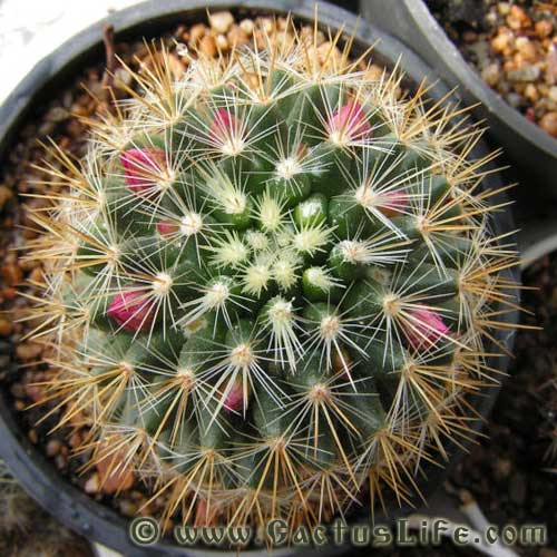 Mammillaria rekoi ssp. aureispina