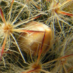 Mammillaria prolifera