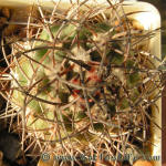Pyrrhocactus catamarcensis Lau505