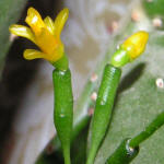 Hatiora salicornioides