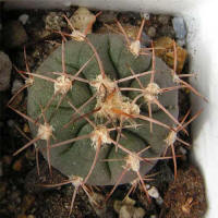 Gymnocalycium castellanosii ssp. acorrugatum LF 142