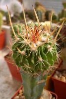 Echinofossulocactus crispatus.   2    .        ,     ...      .     -        ..