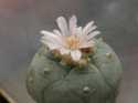 Растение вызвало грандиозный многодневный скандал в теме о качастве выращивания кактусов на КАЛе.
Посев 27 мар 2005 года. Семена СВП.
Подрощена на ПЕСПе.
Сейчас - укоренёнка.