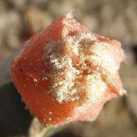 Astrophytum CoNivAs red