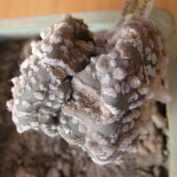 Astrophytum aterias Super Kabuto - зимующее двухголовое растение 