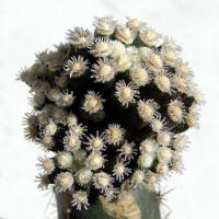 Mammillaria theresae cv. Annushka